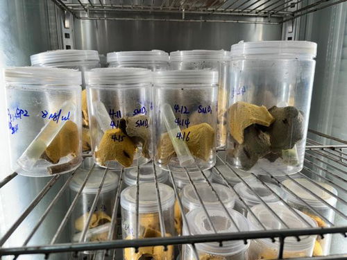 神奇 广东一高校研究用蟑螂治病救人